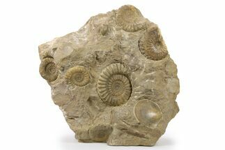 Jurassic Ammonite and Belemnite Cluster - England #286380