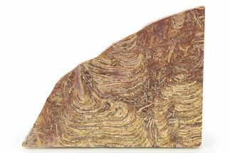 Polished Stromatolite From Russia - Million Years #286387