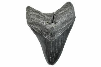 Fossil Megalodon Tooth - South Carolina #286487