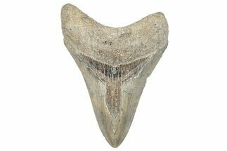 Fossil Megalodon Tooth - South Carolina #286519