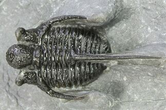 Spiny Cyphaspis Trilobite - Ofaten, Morocco #286566
