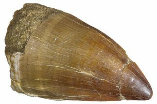 Huge, Fossil Mosasaur (Prognathodon) Tooth - Morocco #286354