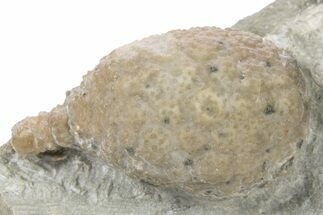Cystoid (Holocystites) Fossil - Indiana #286535