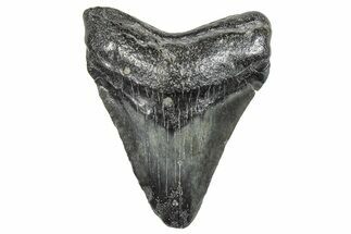 Juvenile Megalodon Tooth - South Carolina #286576