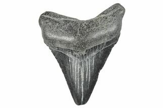 Juvenile Megalodon Tooth - South Carolina #286598