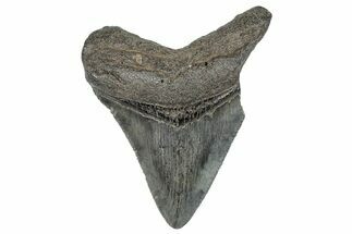 Serrated, Juvenile Megalodon Tooth - South Carolina #286600
