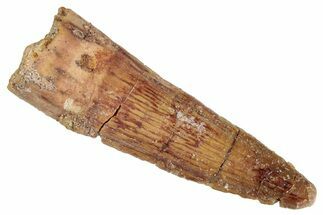 Fossil Spinosaurus Tooth - Real Dinosaur Tooth #286716