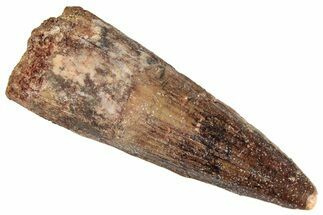 Fossil Spinosaurus Tooth - Real Dinosaur Tooth #286722