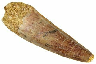 Fossil Spinosaurus Tooth - Real Dinosaur Tooth #286734