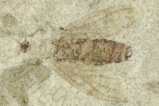 Fossil Fly (Diptera) - Green River Formation, Colorado #286392