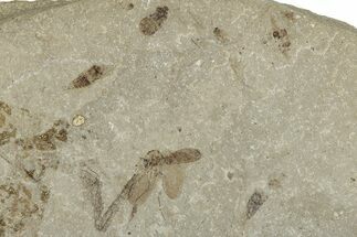 Fossil Fly (Diptera) Plate - Green River Formation, Colorado #286407