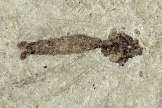 Fossil Cranefly (Tipulidae) - Green River Formation, Colorado #286425