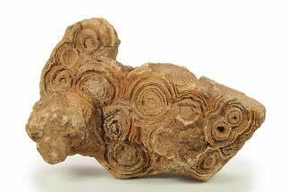 Flower-Like Sandstone Concretion - Pseudo Stromatolite #287080