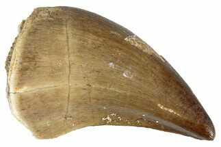 Fossil Mosasaur (Prognathodon) Tooth - Morocco #286345