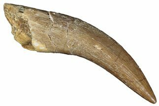Fossil Plesiosaur (Zarafasaura) Tooth - Morocco #287167