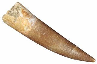Fossil Plesiosaur (Zarafasaura) Tooth - Top Quality Tooth #287170