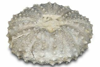 Cretaceous Echinoid (Phymosoma) Fossil - Texas #287336
