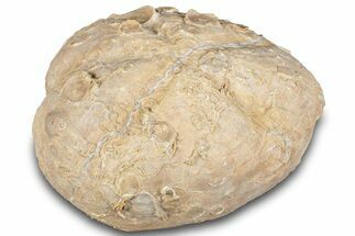 Cretaceous Sea Urchin (Macraster) Fossil - Texas #287356