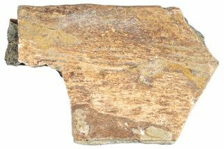 Hadrosaur Bone Section - Montana #287433