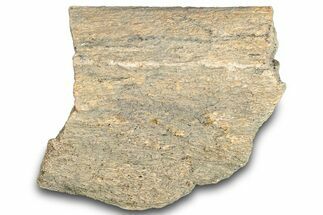 Hadrosaur Bone Section - Montana #287436