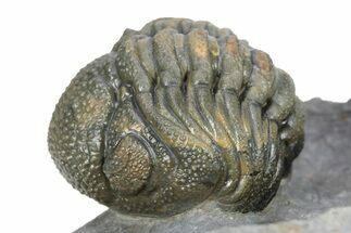 Perfectly Enrolled Morocops Trilobite - Top Quality Specimen #287372