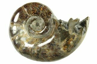 Polished, Sutured Ammonite (Argonauticeras) Fossil - Madagascar #287550