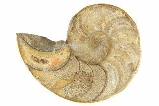 Cut & Polished Jurassic Nautilus Fossil (Half) - Madagascar #288005