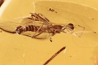 Detailed Fossil Fly (Hemerodromiinae) In Baltic Amber #288160