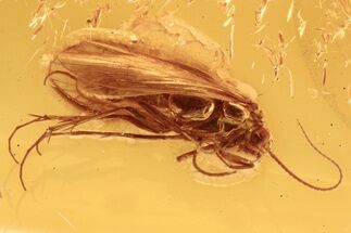 Detailed Fossil Caddisfly (Trichoptera) In Baltic Amber #288161