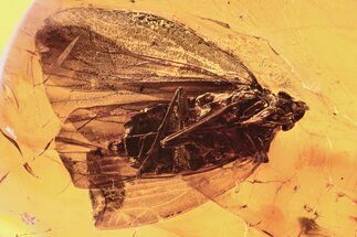 Detailed Fossil Planthopper (Fulgoroidea) In Baltic Amber #288171