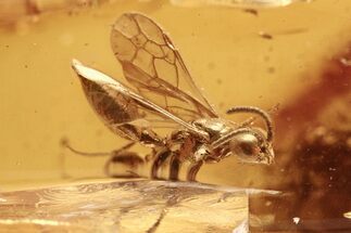 Detailed Fossil Wasp (Apoidea) In Baltic Amber #288172