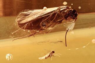 Detailed Fossil Caddisfly and True Midge In Baltic Amber #288524