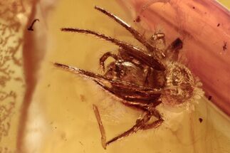 Fossil Spider (Araneae) and Scuttle Fly (Phoridae) In Baltic Amber #288526