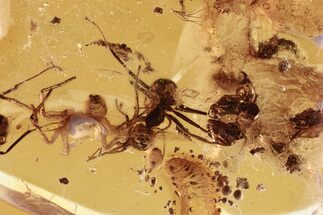 Detailed Fossil Ants and Partial Spider in Baltic Amber #288580