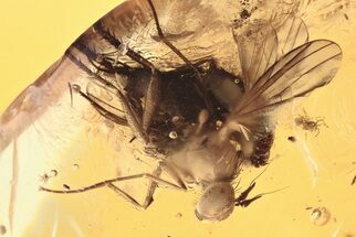 Detailed Fossil Flies (Dolichopodidae) In Baltic Amber - Great Eyes #288586