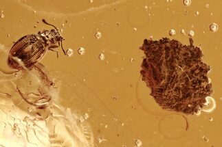 Fossil Fungus Beetle (Latridiidae) and Bark Fragment in Baltic Amber #288599