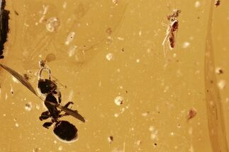 Detailed Fossil Ant and True Midge in Baltic Amber #288625