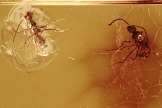 Two Winged Fossil Ants (Formicidae) In Baltic Amber #288665