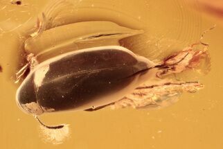 Detailed Fossil False Flower Beetle (Scraptiidae) in Baltic Amber #288697