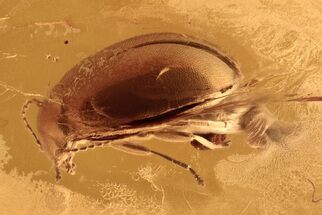 Detailed Fossil Marsh Beetle (Scirtidae) in Baltic Amber #288701