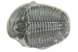 Elrathia Trilobite Fossil - Utah #288956