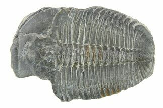 Elrathia Trilobite Fossil - Utah #288961