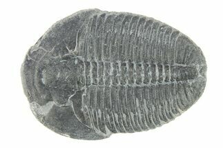 Elrathia Trilobite Fossil - Utah #288965