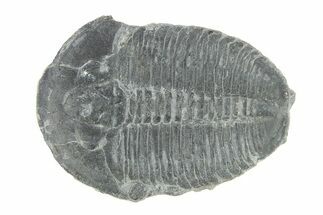Elrathia Trilobite Fossil - Utah #288998