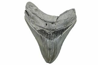 Serrated, Fossil Megalodon Tooth - South Carolina #288192