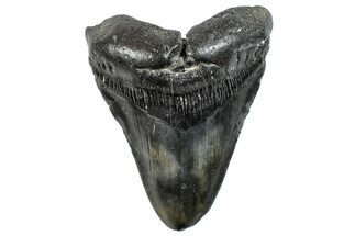 Fossil Megalodon Tooth - South Carolina #288193