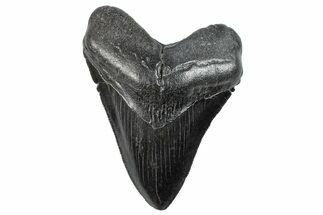 Serrated, Fossil Megalodon Tooth - South Carolina #288198