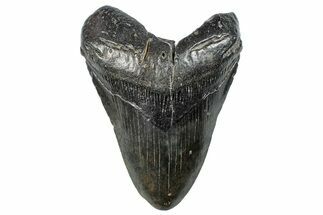 Fossil Megalodon Tooth - South Carolina #288210