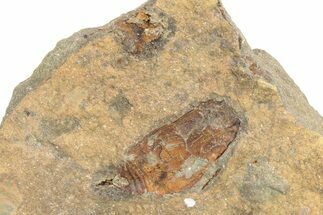 Ordovician Carpoid Fossil - Ktaoua Formation, Morocco #289203