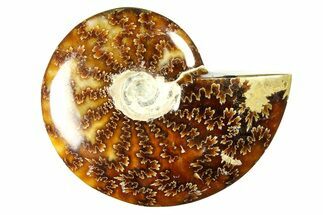 Polished Cretaceous Ammonite (Cleoniceras) Fossil - Madagascar #289228